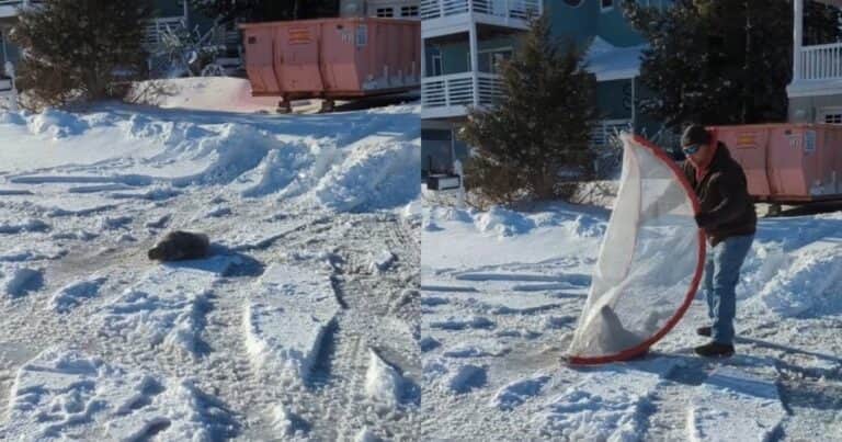 Interrumpió el tránsito para tomar una siesta: rescataron a una foca bebé en medio de la ruta