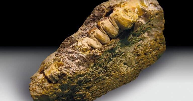 Descubren un trozo de ámbar con la forma de la larva de un antiguo insecto que se originó hace al menos 30 millones de años