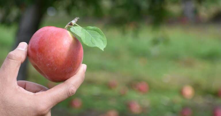 Buscan reconstruir cartílago humano a partir de manzanas: el avance de un laboratorio