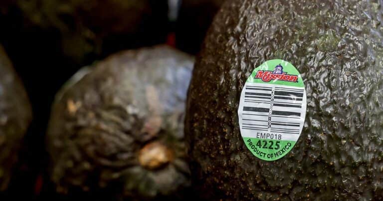 La prioridad para México ahora es defender el negocio de las paltas o guacamoles