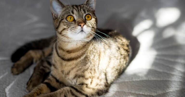 ¿Tu mascota tiene la cura? Según un estudio, los gatos podrían ser la clave para tratar el cáncer de mama en humanos