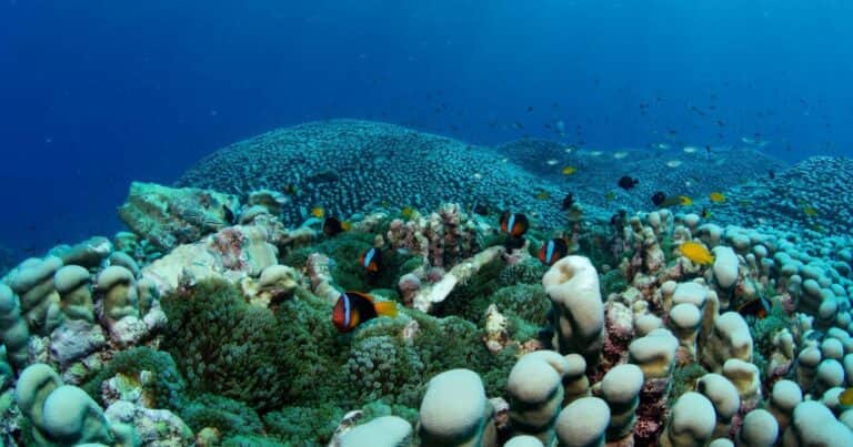 Dos científicas descubrieron la colonia de coral más grande del mundo: tiene el tamaño de una cancha de fútbol