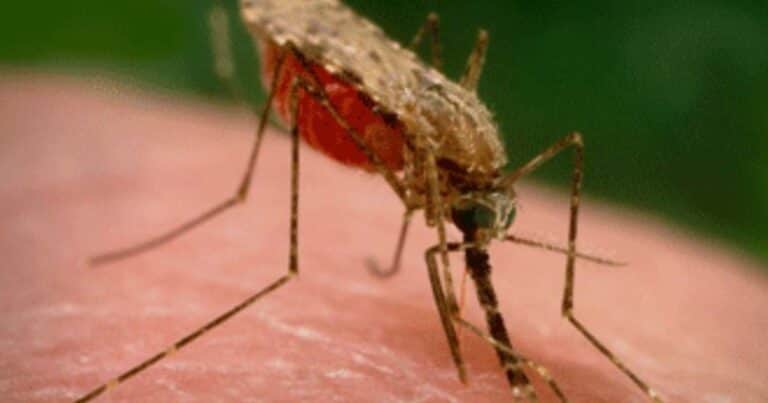 Los mosquitos Anopheles se alimentan de sangre humana desde hace 2 millones de años