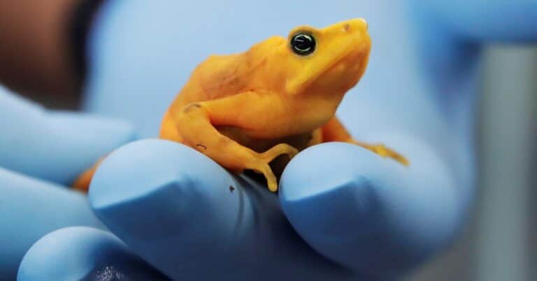 La rana dorada, que estaba extinta por un hongo, vuelve a la naturaleza