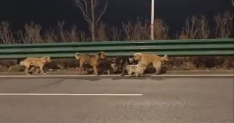 La increíble fuga de siete perros de una banda de comerciantes de carne canina