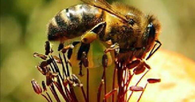 Un hecho inédito en Perú: reconocen derechos legales a las abejas para proteger la Amazonia