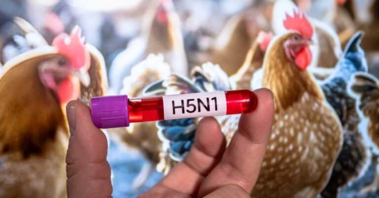 Cuáles son los síntomas más comunes de la gripe aviar