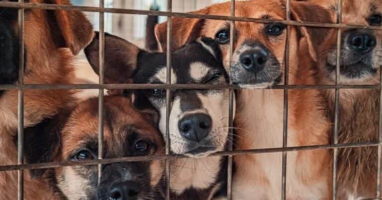 Escándalo en Rumania: en 25 años han sacrificado 1.500.000 perros