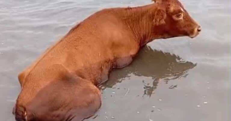 “Es un desastre”: tiene 5.000 hectáreas bajo agua en Santa Fe y trabaja a contrarreloj para salvar a sus animales