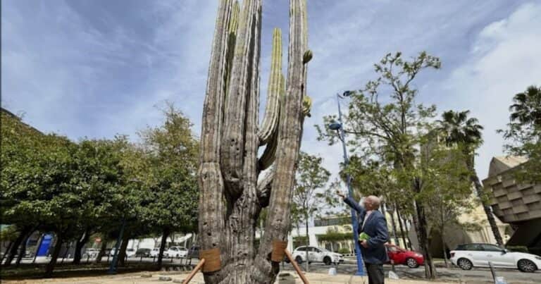 Tratan de salvar en España un cactus gigante de 1.500 años
