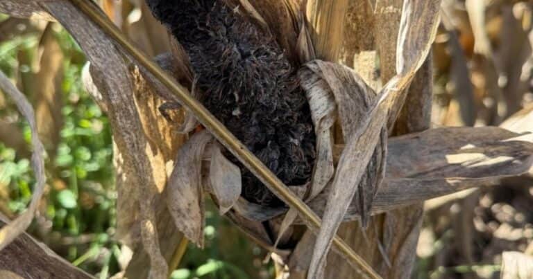 Un “viejo” enemigo del maíz volvió a atacar: el carbón de la panoja reapareció en el sudeste cordobés, con “daños severos” en los cultivos