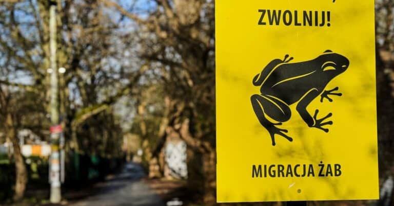 La fabulosa «Patrulla de ranas»: ayudan a los anfibios a cruzar una peligrosa ruta
