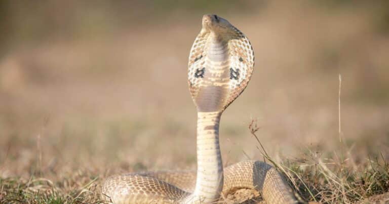 Un turista murió después de que una serpiente se le metiera en sus pantalones y lo mordiera durante un show en un hotel