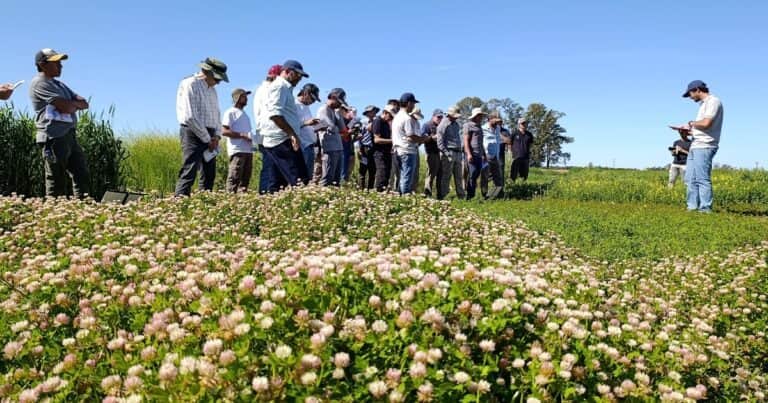 Cultivos de servicio: cuál conviene para cada situación