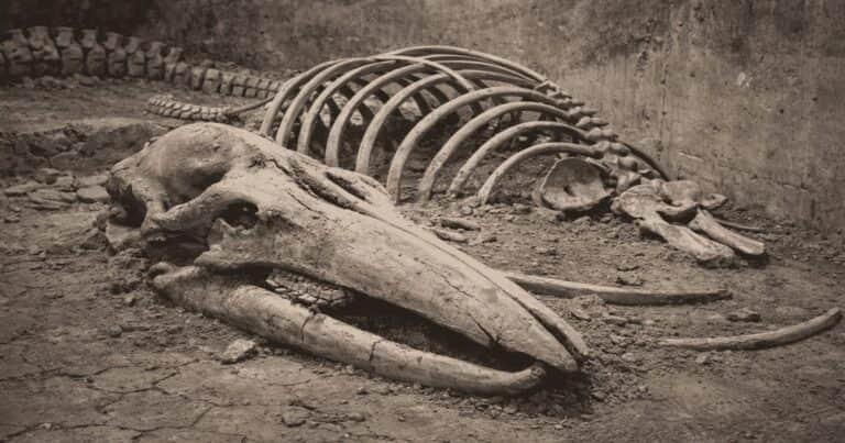 Guardaron huesos de «mamut» durante 70 años en un museo y resultaron ser de ballena: el misterio es cómo llegaron a 400 km de la costa