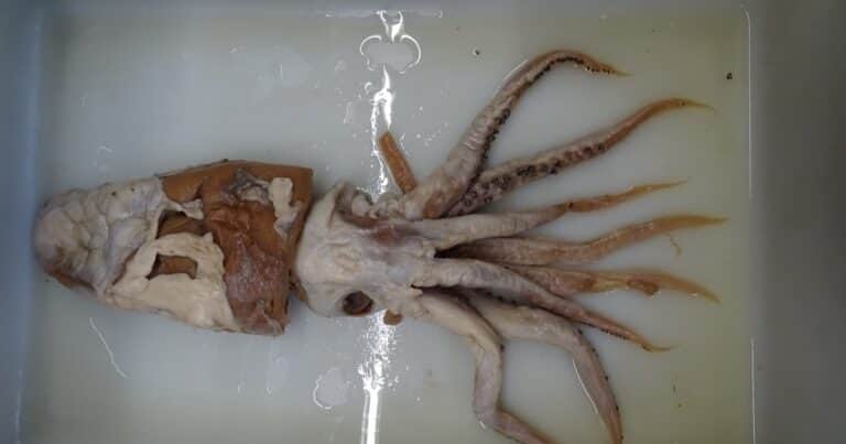 Es una de las diez especies marinas más extraordinarias: el calamar de Poseidón