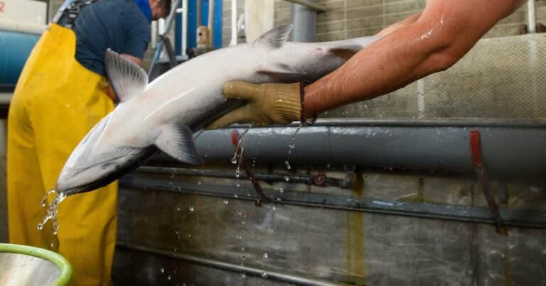 El salmón en peligro: aguas cálidas potencian a su depredador