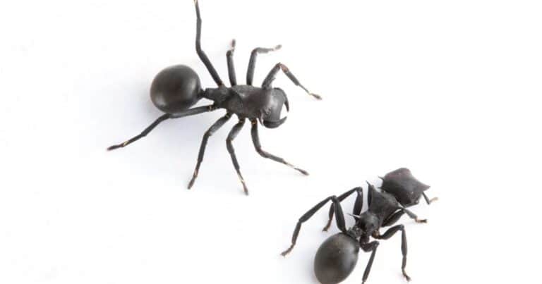 Encuentran una nueva especie de araña que imita a las hormigas, las engaña y convive con ellas para cazarlas: «Una depredadora única que se infiltra y mimetiza»