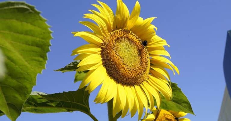 «No podemos pedir más»: el girasol argentino vive un boom con precios firmes para el productor, demanda mundial en alza y récords en la cadena