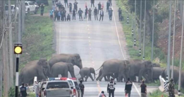 Momento único: cierran una ruta para que cruce una familia de 50 elefantes