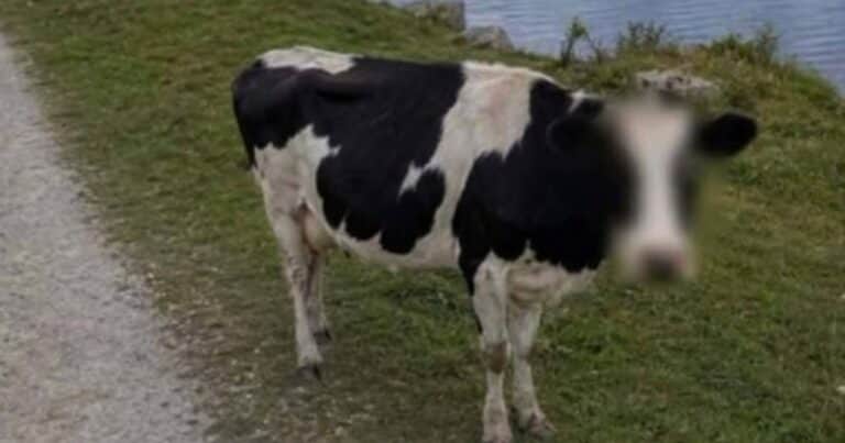 Google Maps «protegió la identidad» de una vaca difuminando su rostro