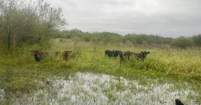 Aftosa: el Senasa dispuso “medidas excepcionales” para los productores del norte afectados por las fuertes lluvias