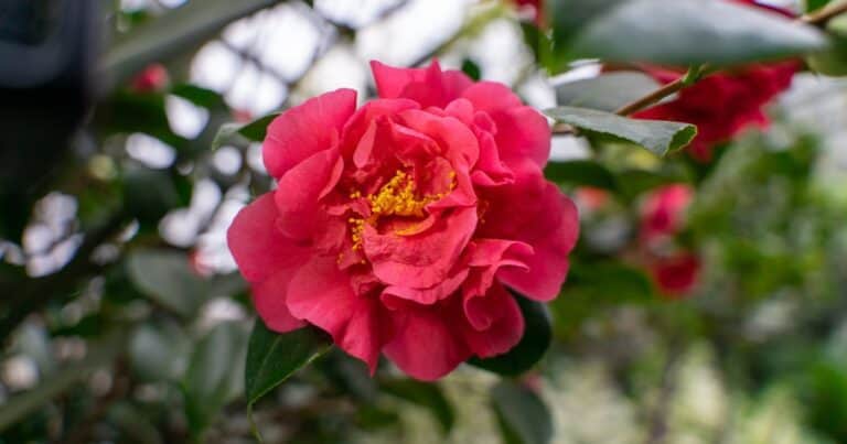 El árbol ideal para invierno: crece en una maceta y da flores