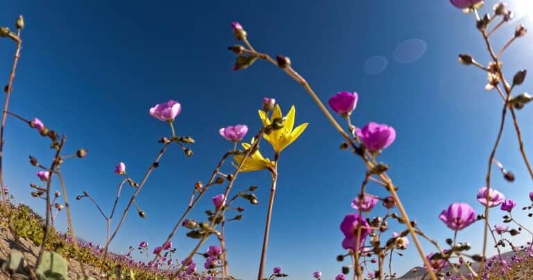 Dormidas por una década: las lluvias inusuales despertaron miles de flores en el desierto más seco del mundo