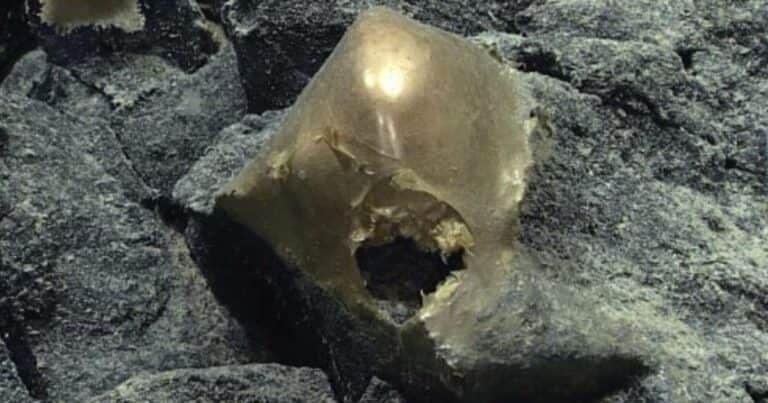 Después de más de dos años, resolvieron el misterio del «huevo dorado» hallado en las profundidades del océano