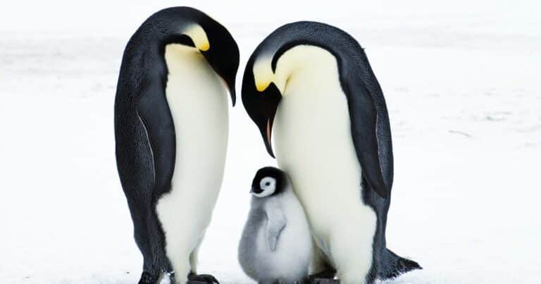 Un informe alertó que el pingüino emperador y el lobo fino antártico están en peligro por el cambio climático