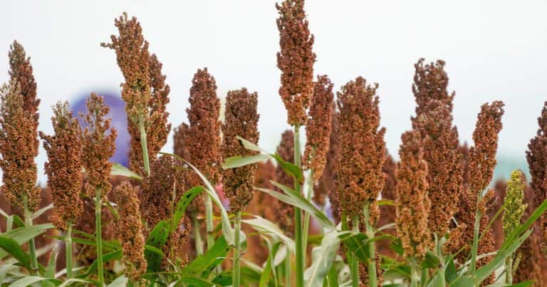 Descubren cómo evitar pérdidas millonarias en sorgo por el brotado previo a la cosecha