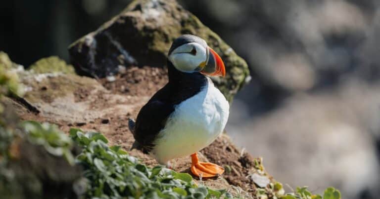 Parece cruel, pero ayuda a salvar a estas aves en peligro de extinción: por qué las tiran desde acantilados en Islandia