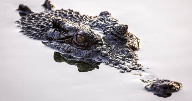 Polémica medida: India analiza desplegar cocodrilos y serpientes en la frontera para evitar delitos