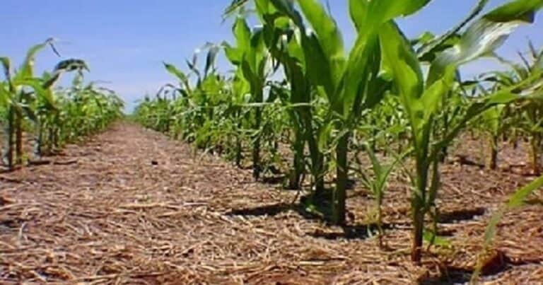 Lecciones de Argentina a Francia, sobre agricultura sostenible