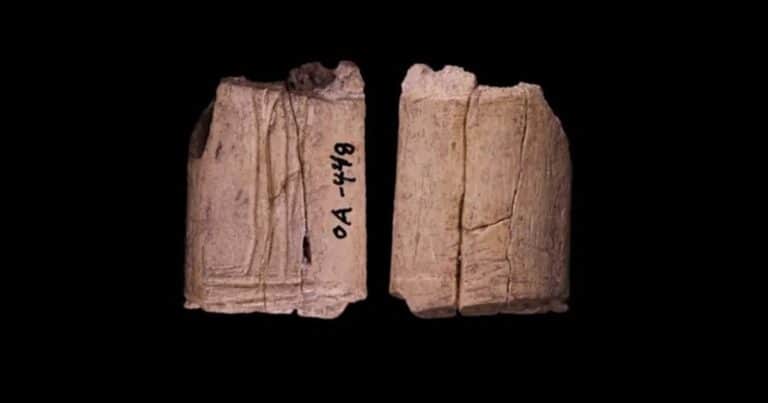 Encuentran los dados de juego más antiguos de la historia: tienen 12.000 años