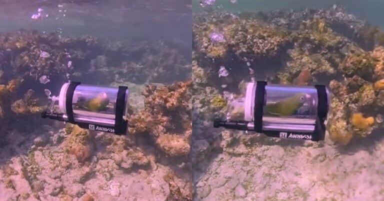 Construyó un pequeño submarino para bucear con su loro y se volvió viral: «Disfruta de estas aventuras»