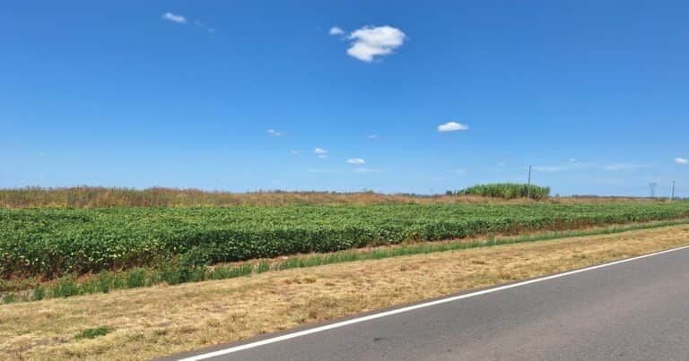 Presentan un proyecto de ley para poder volver a sembrar las tierras «ociosas» a la vera de las rutas nacionales