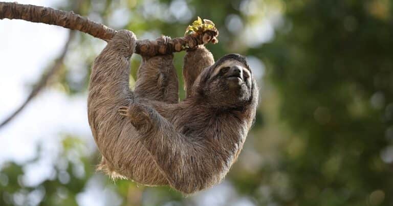 Escándalo por la muerte de 31 perezosos en un zoológico temático antes de su inauguración