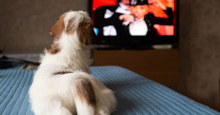 PetTV: así es el streaming chino sólo para mascotas