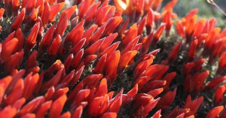 Qué flores plantar en mayo: las opciones que agregan colores vibrantes a los jardines de otoño e invierno