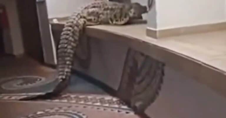 El cocodrilo más temido de África entró en el buffet de un hotel en busca de comida: “Parecía contento”