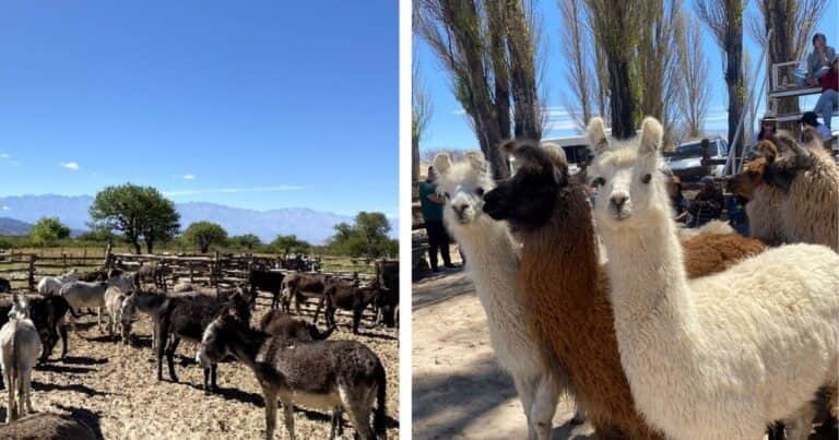 Carnes alternativas, de la Patagonia al NOA: el burro y la llama piden pista