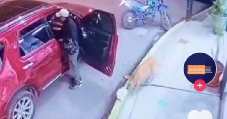 Filmaron a un perro callejero cometiendo el robo perfecto