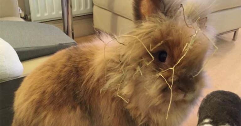 Herbie, el conejo que duplicó su expectativa de vida y se convirtió en el más viejo del mundo