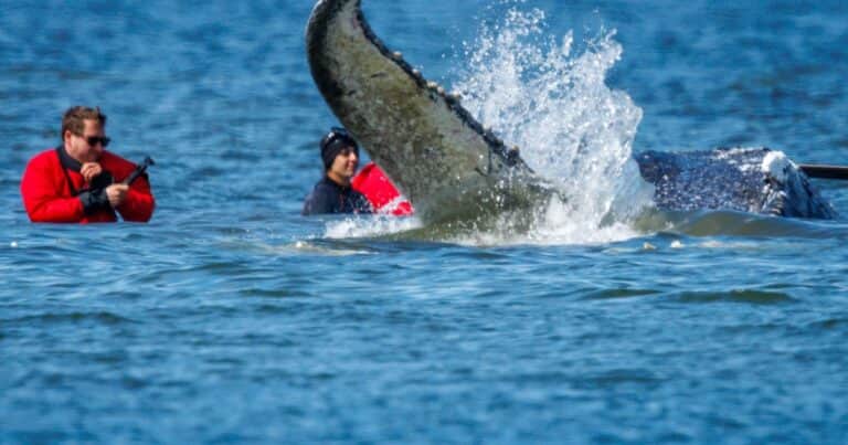 Horas clave para la ballena que pasó 28 días encallada: lograron liberarla y ahora nada hacia el Mar del Norte