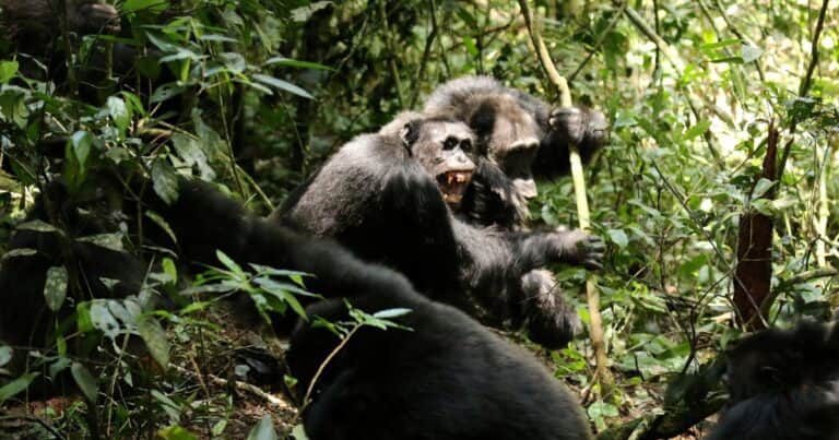Un estudio confirma el primer caso de guerra civil entre chimpancés en la historia