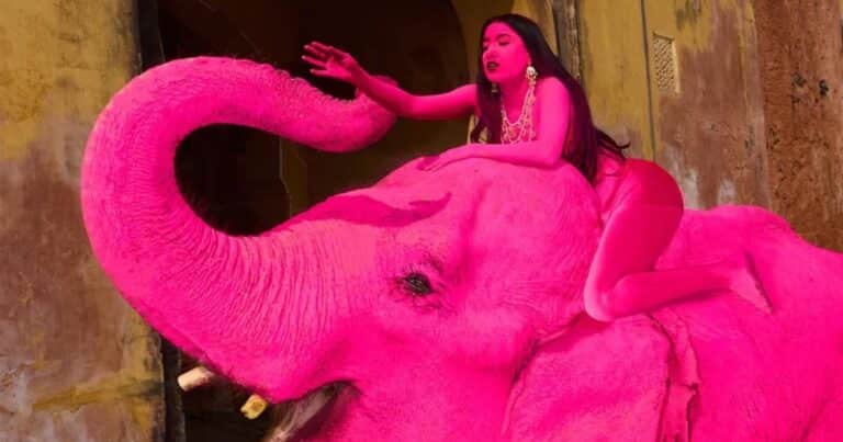 «Te vas a morir pronto»: las amenazas de muerte que recibe la fotógrafa que pintó de rosa un elefante