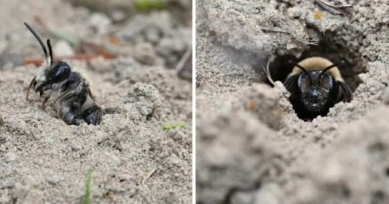 Científicos descubrieron 5,5 millones de abejas viviendo bajo un cementerio