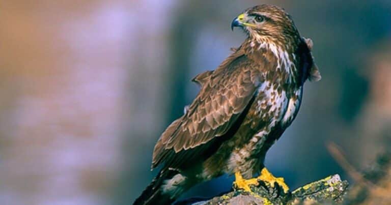 Un águila ratonera está aterrorizando a una ciudad belga