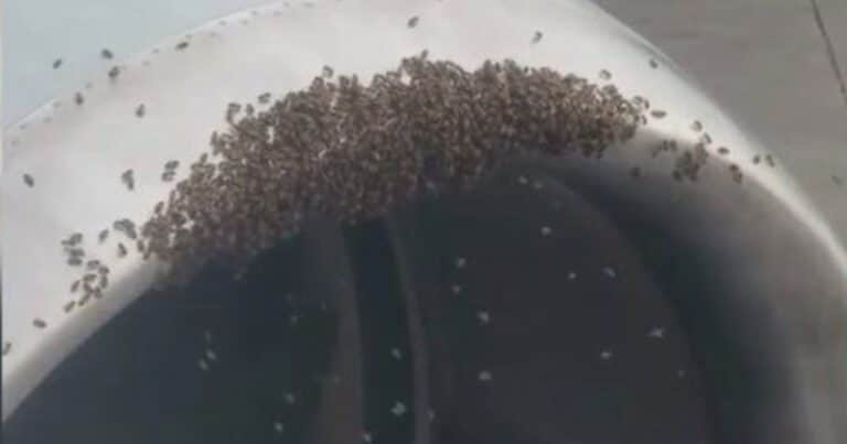 Un avión no pudo despegar por culpa de miles de abejas